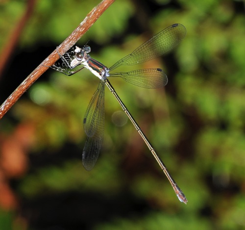 Female
2009_07_07_Lowndes